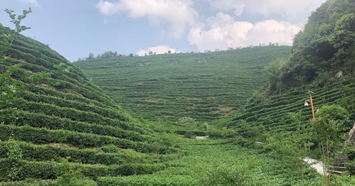 Chinese Tea Regions: Hunan