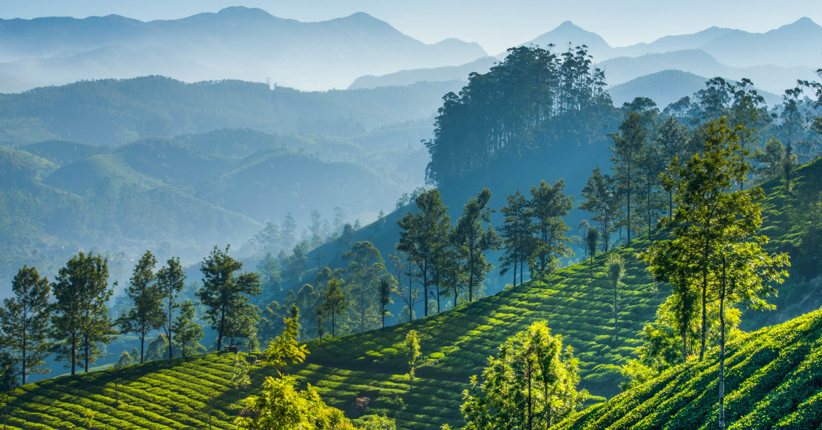 All About the Nilgiri Tea Region