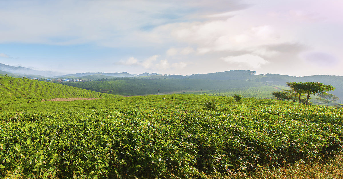 Chinese Tea Regions: Yunnan