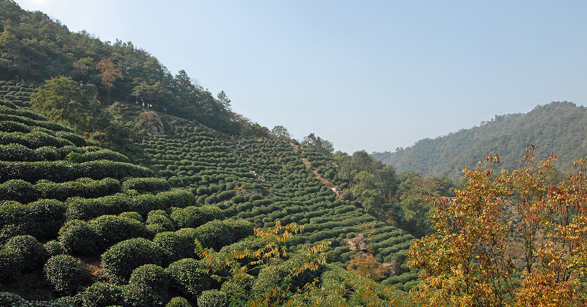 Chinese Tea Regions: Zhejiang