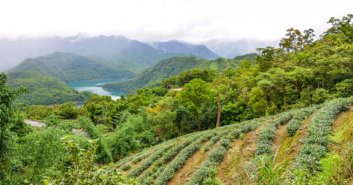 Taiwan Tea Region