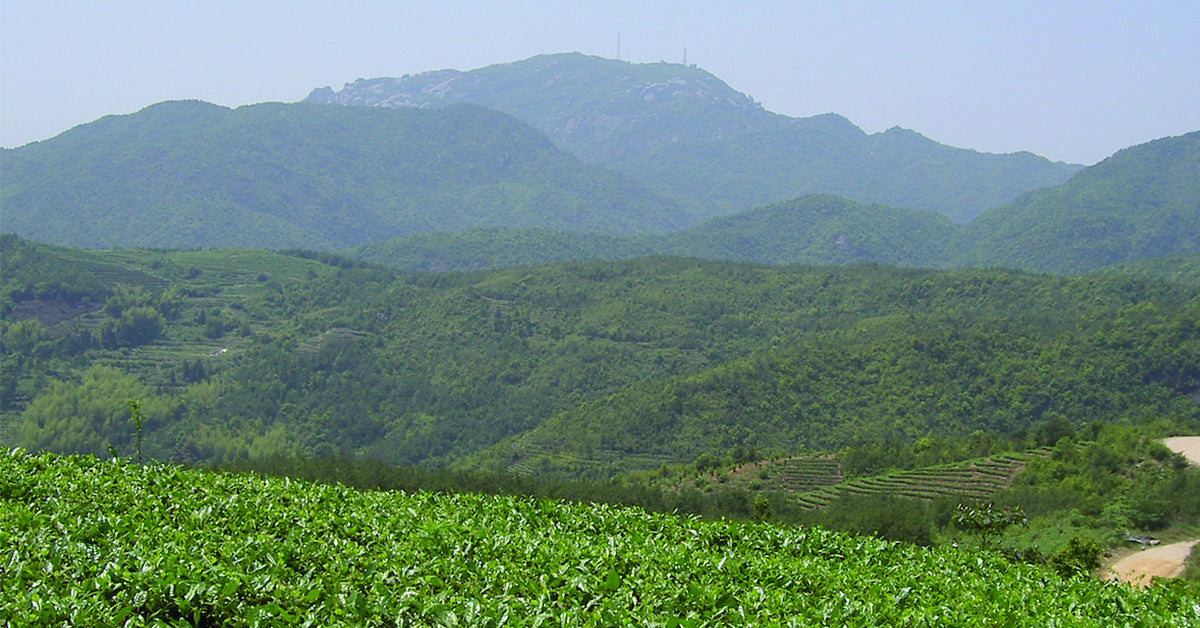 Chinese Tea Regions: Fujian