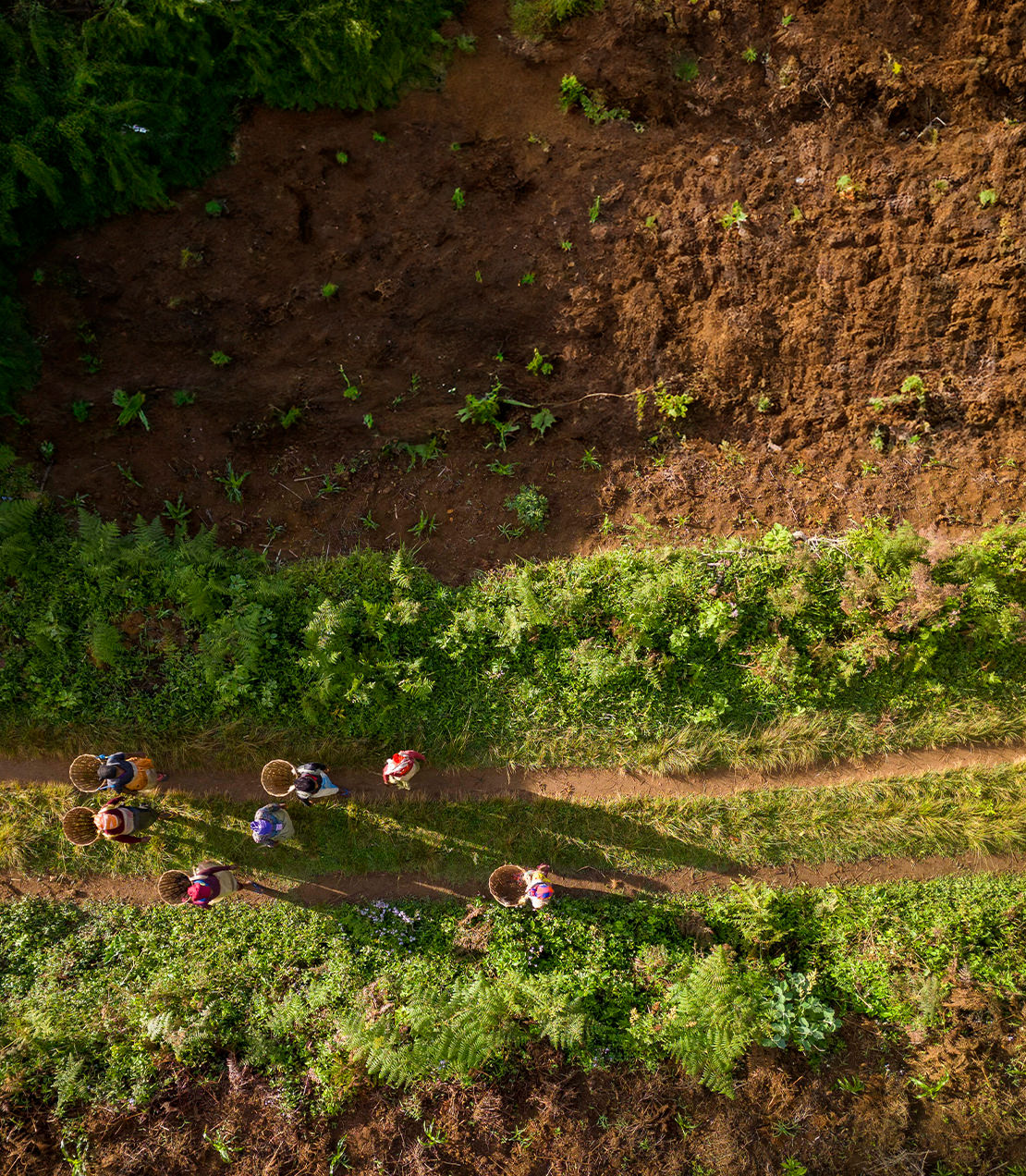 Farmers harvesting Tanzanian Black tea on a lush hillside, showcasing vibrant greenery and rich soil.