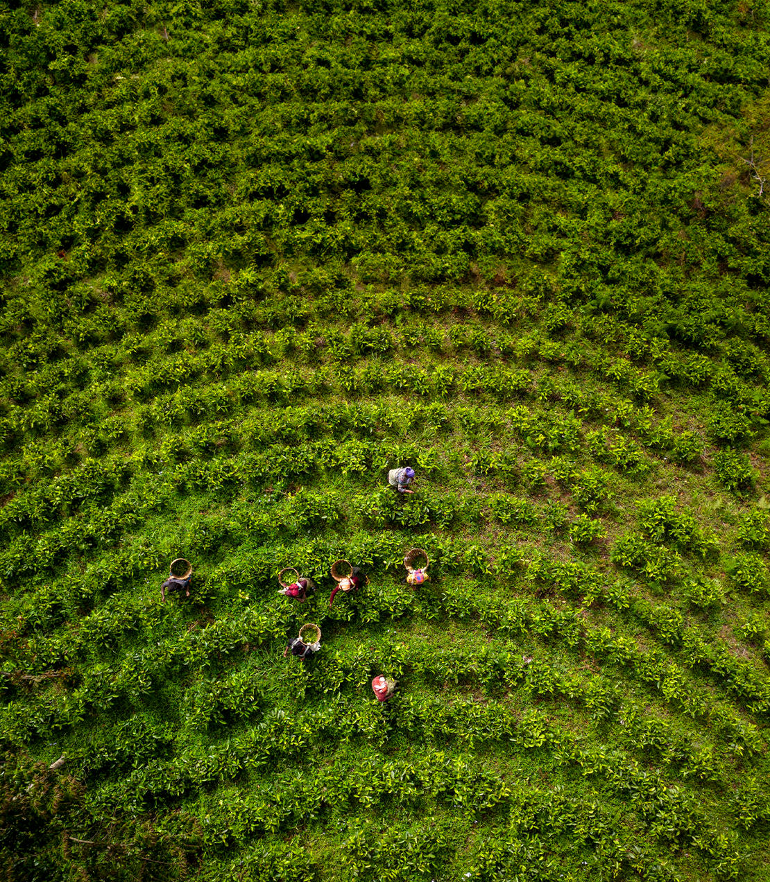 Aerial view of workers harvesting Tanzanian black tea in a lush, circular tea plantation.