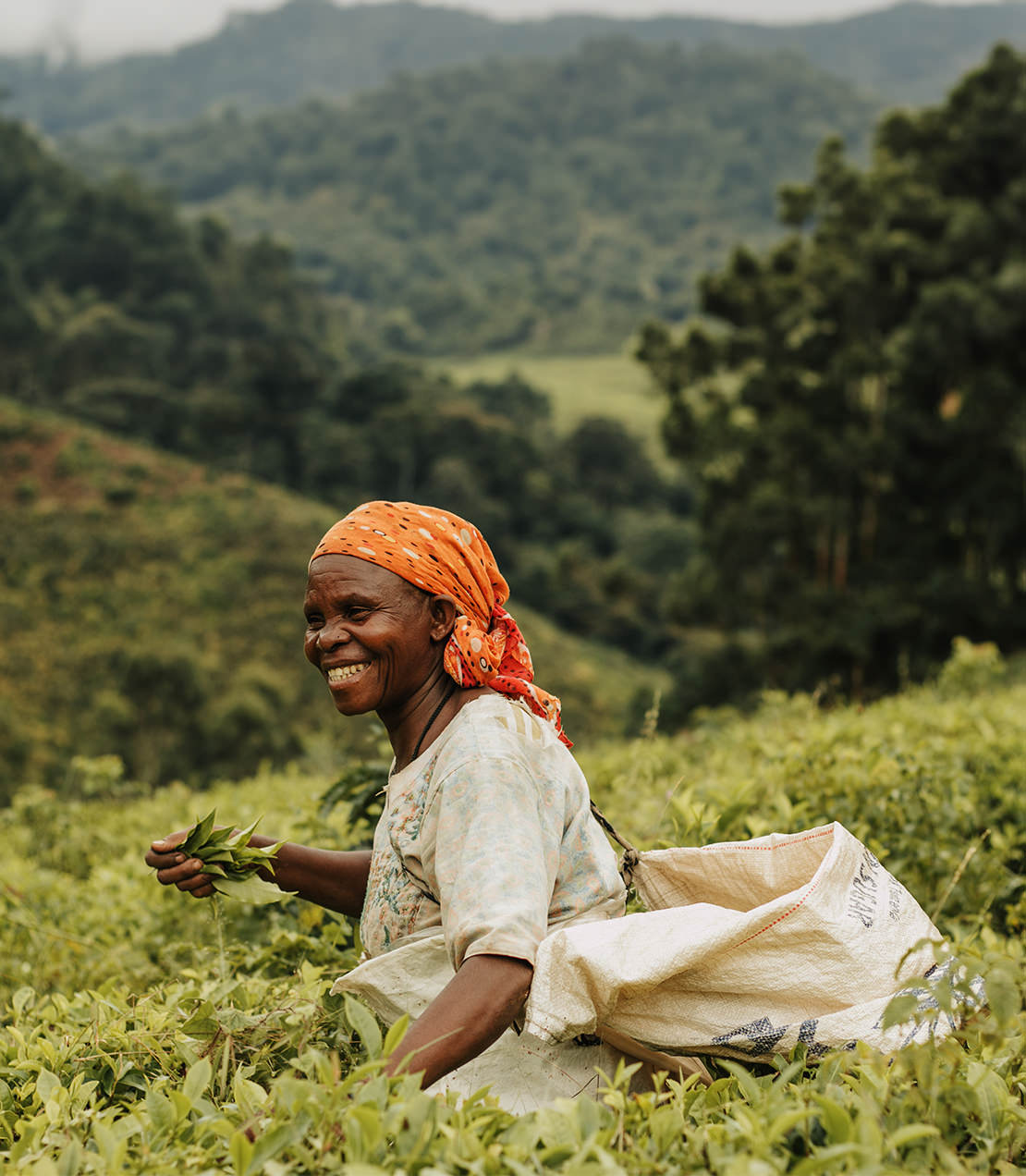 Smiling woman in a headscarf harvesting Tanzanian black tea in lush green fields. Scenic mountainous backdrop.