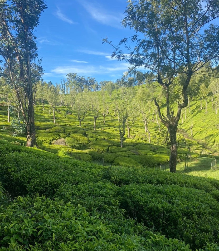 Lush green tea plantation under a blue sky, showcasing vibrant tea bushes for Havakai Frost Tea.