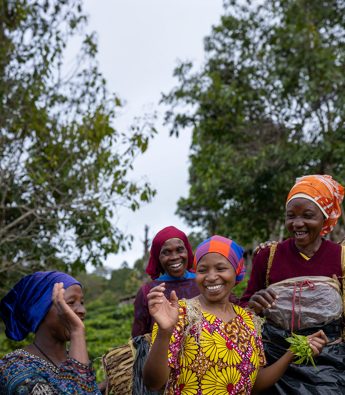 Women in vibrant traditional attire joyfully gather Tanzanian black tea leaves in a lush green landscape.