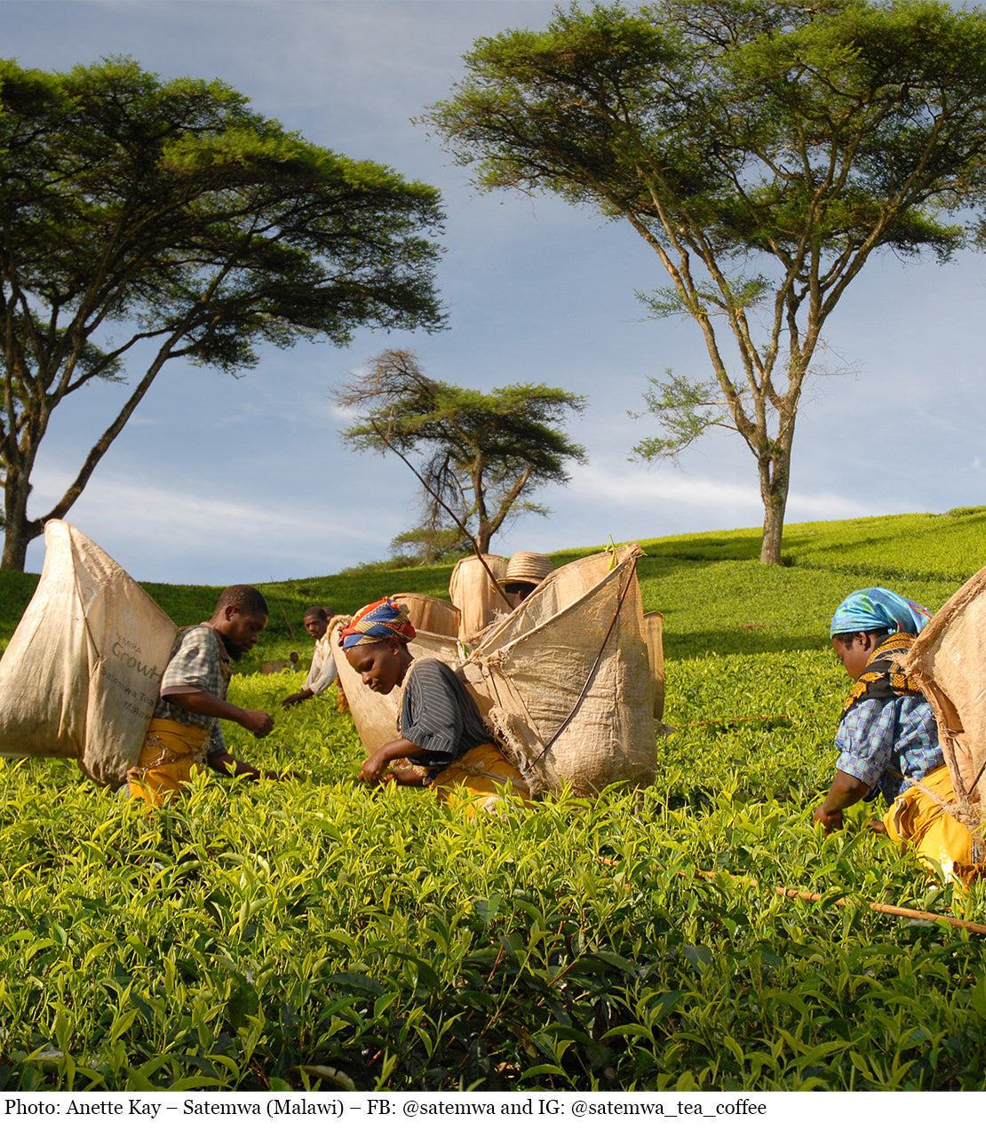 Workers harvesting tea leaves in lush green fields of Malawi, surrounded by trees and vibrant nature.