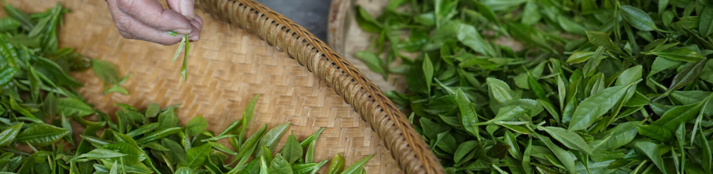 Hand picking fresh green tea leaves in a woven basket, highlighting premium herbal tea ingredients.
