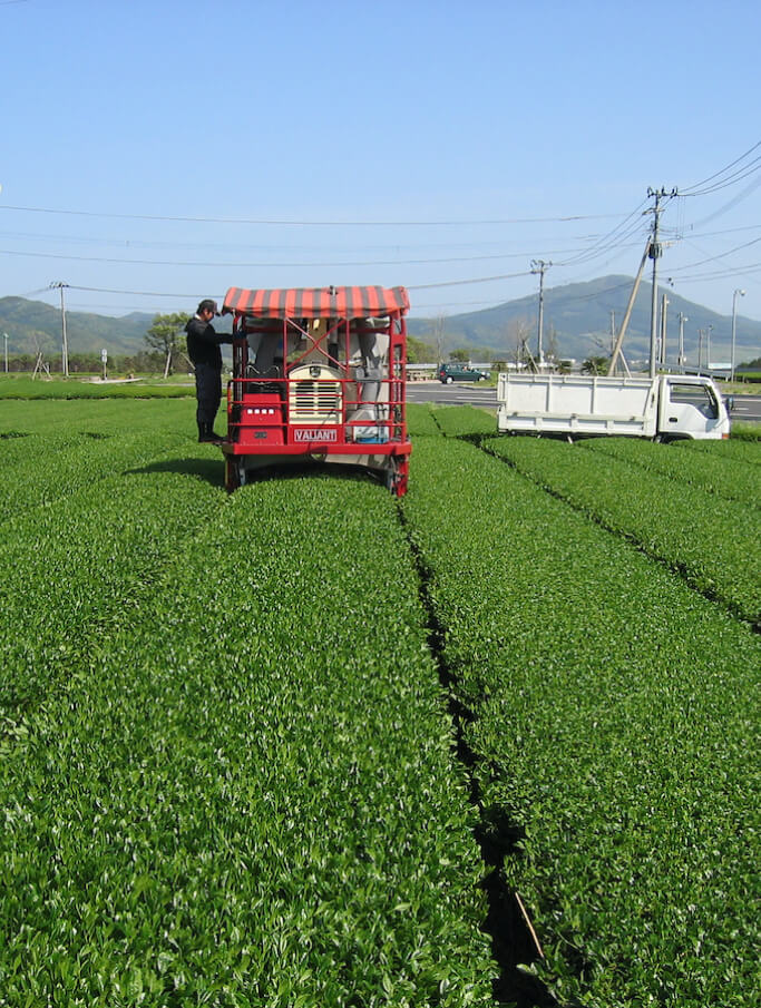 Tea field with green plants, red cart, and worker; scenic mountain background, clear blue sky, and utility poles.