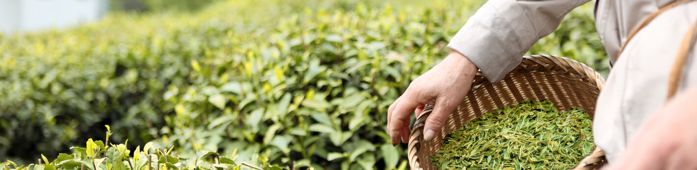 Close-up of a person harvesting green tea leaves into a woven basket in a lush tea plantation.
