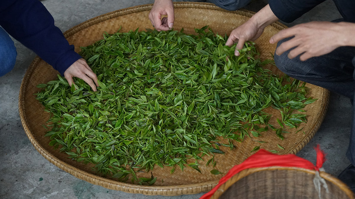 Main Types of Teas | Harney & Sons - Harney & Sons Fine Teas