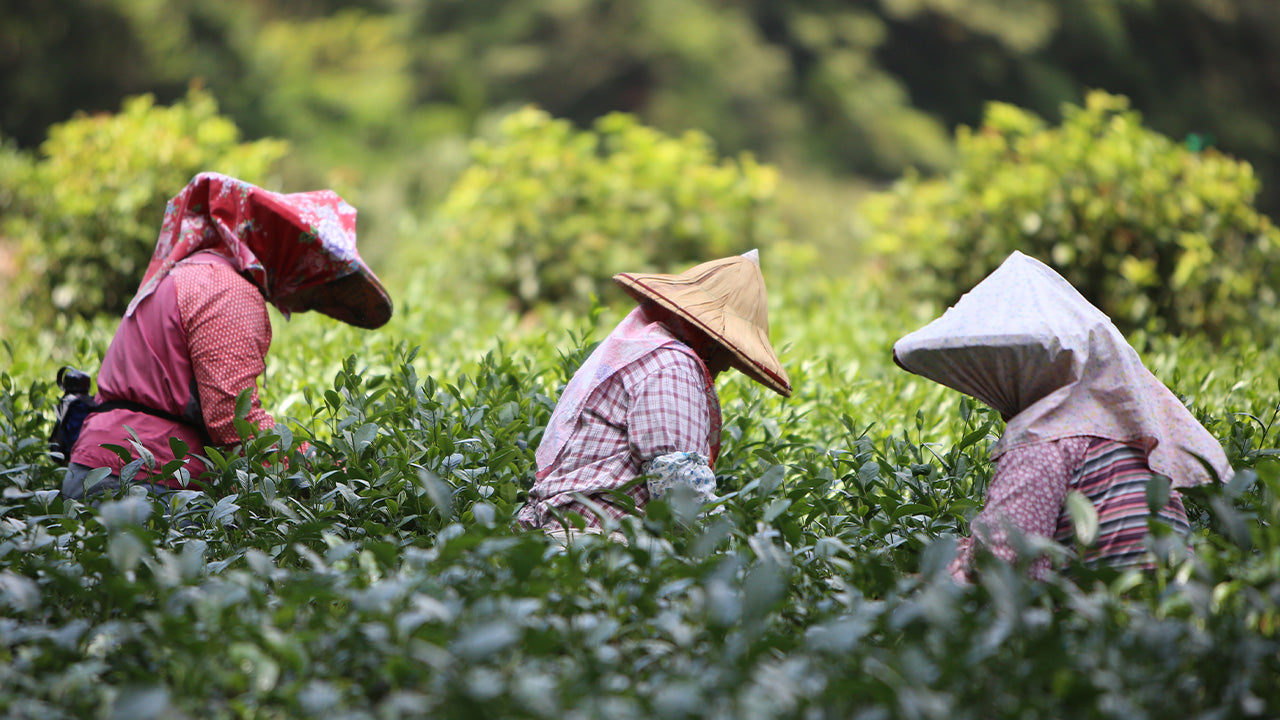 Tea Sourcing Around the World | Harney & Sons - Harney & Sons Fine Teas