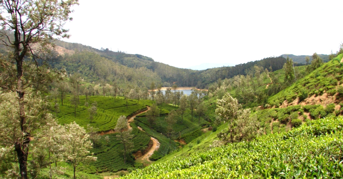 All About the Ceylon Tea Region