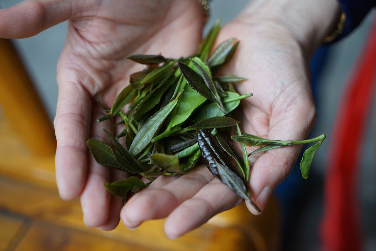 Does Tea Go Stale? Harney & Sons Harney & Sons Fine Teas