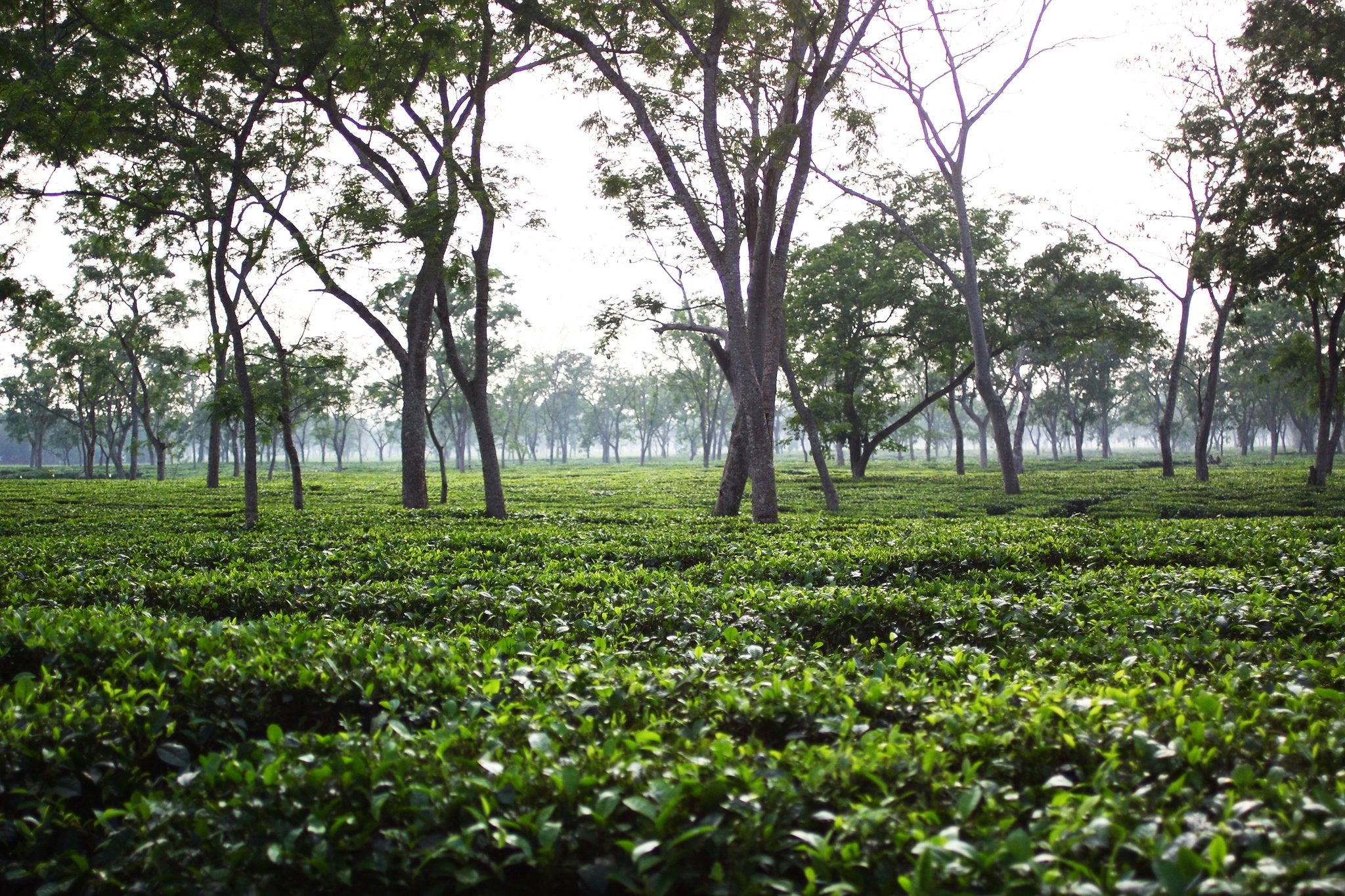 All About the Assam Tea Region