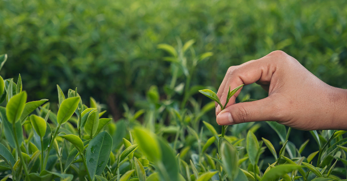 Celebrate Spring With Chinese Teas and Yixing Teapots