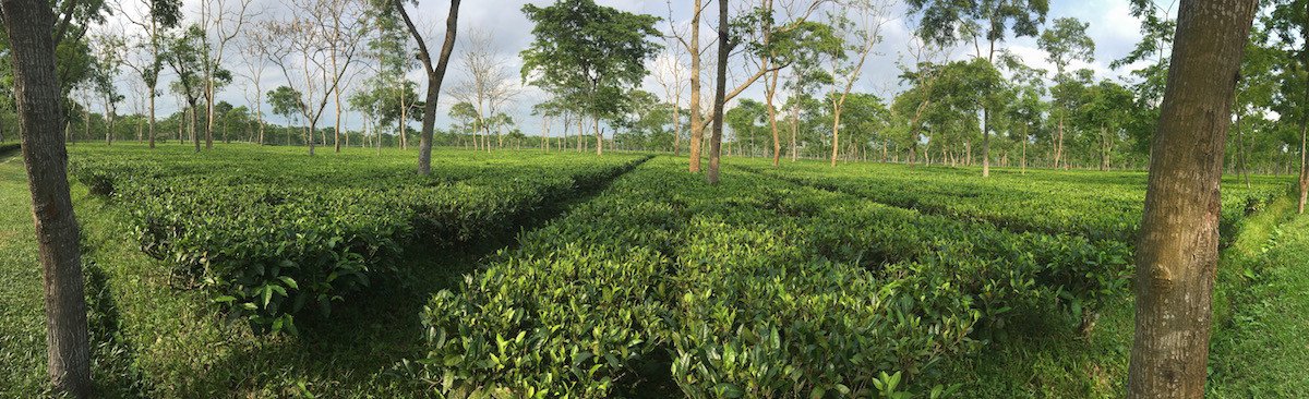 2nd Flush in Assam