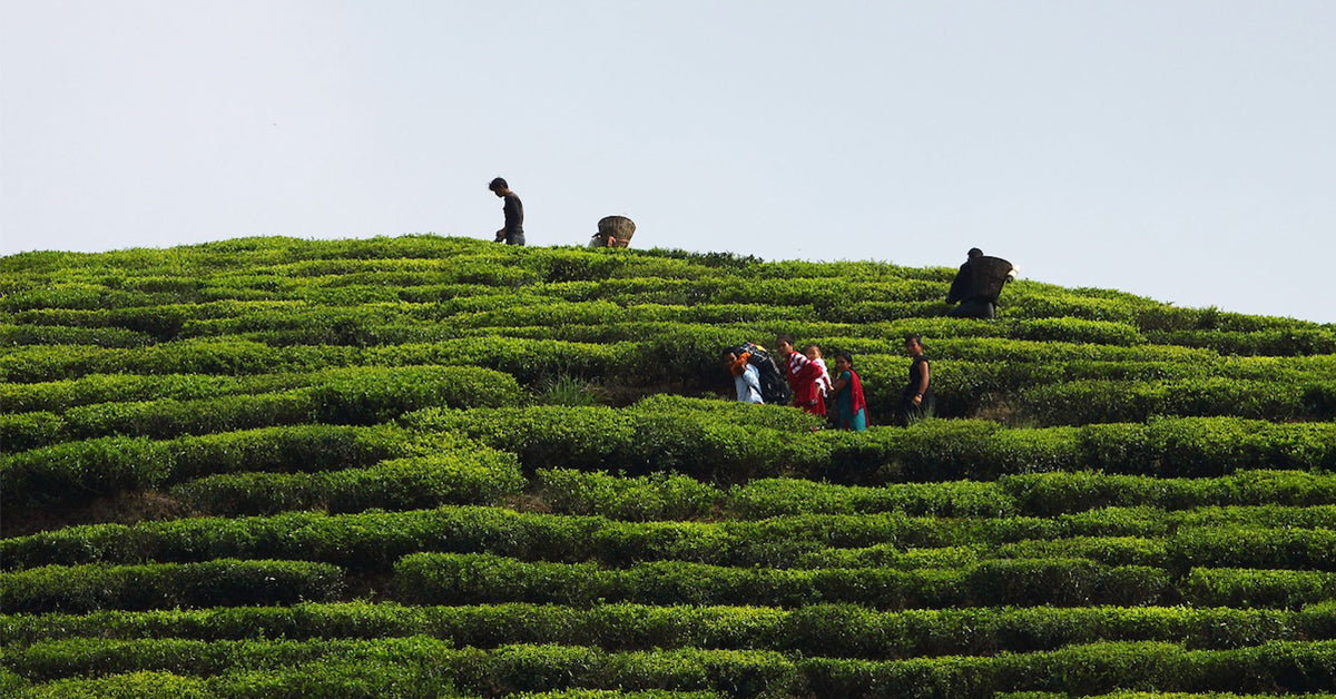 Tea in India