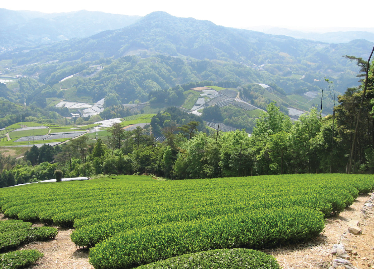 Harney & Sons Tea in Japan Trip