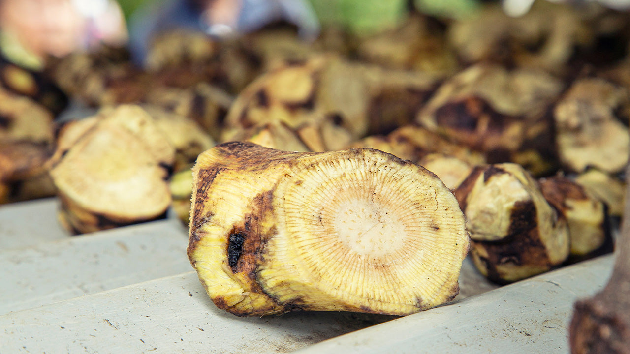 What Is Kava Tea?