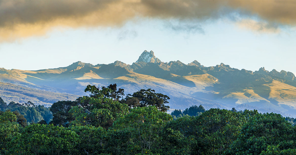 All About the Kenya Tea Region