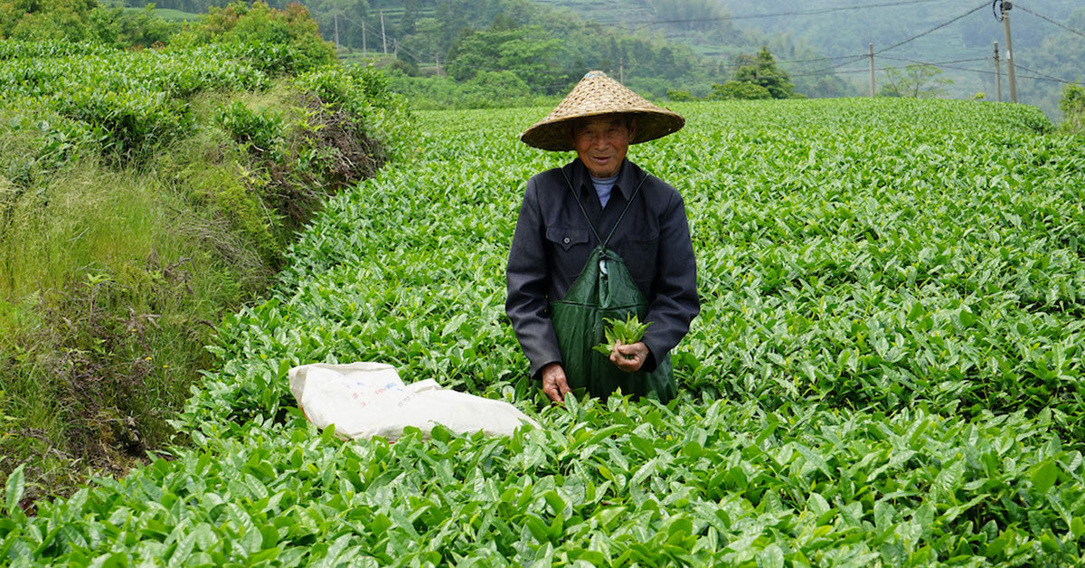 Mike Harney Spills The Tea: Tea Seasons