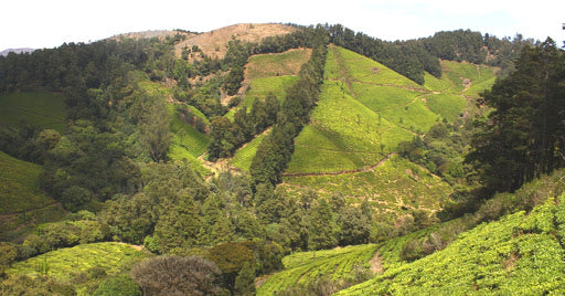 All About the Darjeeling Tea Region