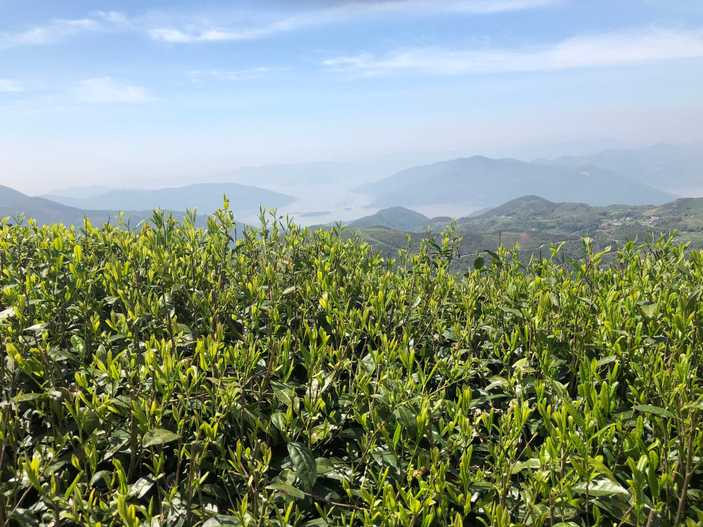 A scenic landscape photograph showing a lush green tea plantation in the foreground, with rolling hills and distant mountain ranges fading into a hazy blue sky.