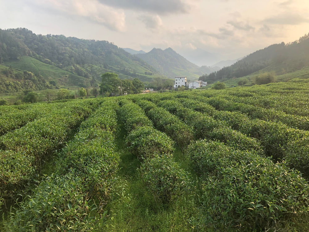 A scenic landscape of lush green tea plantations in neat rows, surrounded by misty mountains under a cloudy sky, with a small white building visible in the distance.