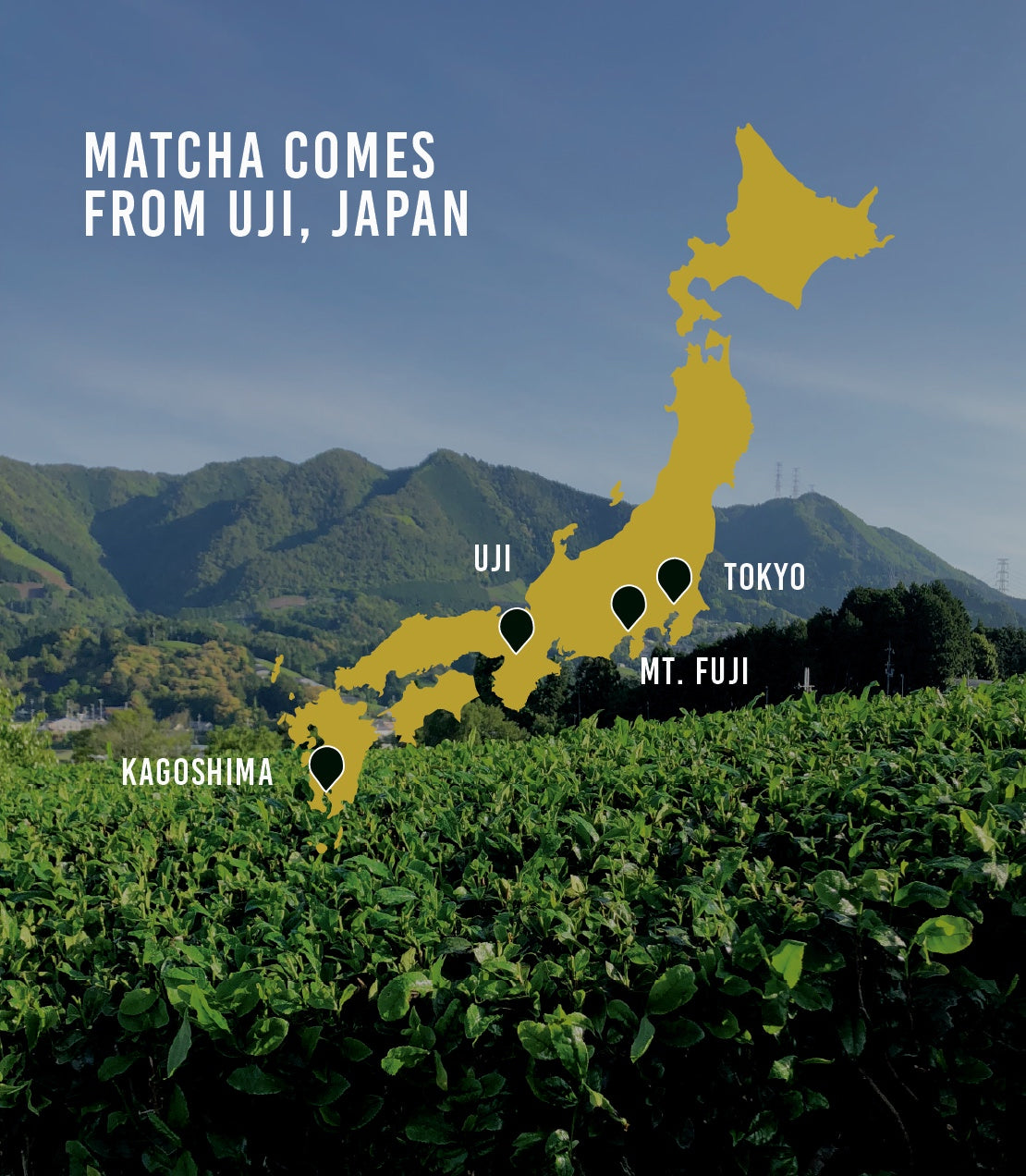 Organic Everyday Matcha Kagoshima | Harney & Sons - Harney & Sons