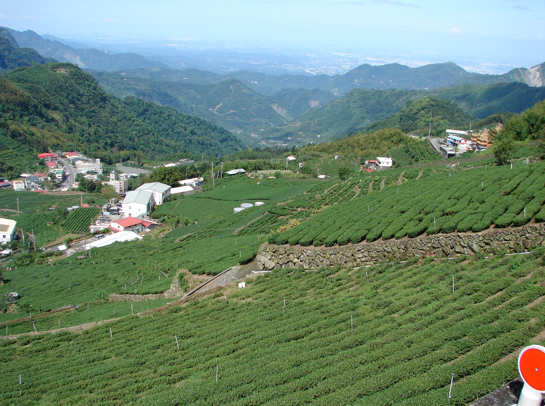 High-mountain tea terraces above a village in the Alishan range, Taiwan