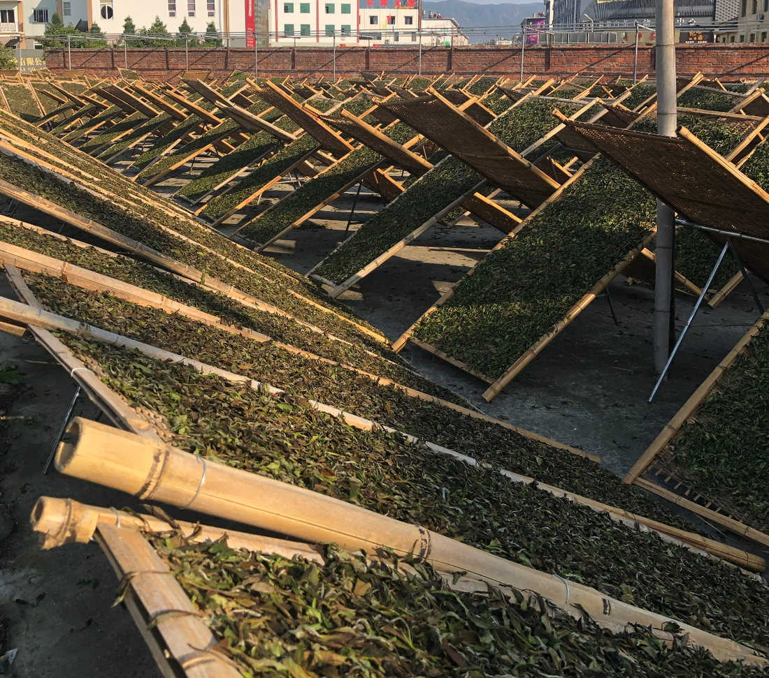 White tea buds withering on angled bamboo racks in the sun, Fuding, Fujian